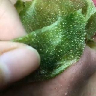 Lột Mụn Trà Xanh
