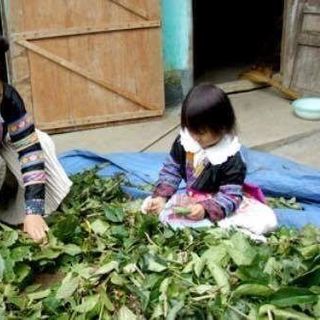Thanh mộc hương đặc trị nám tàn nhang