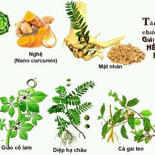 Thuốc thảo dược Gan Vương điều trị viêm gan xơ gan cao men gan