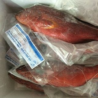 CÁ MÚ ĐỎ LÝ SƠN