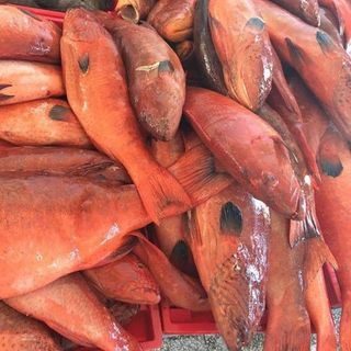 CÁ MÚ ĐỎ LÝ SƠN