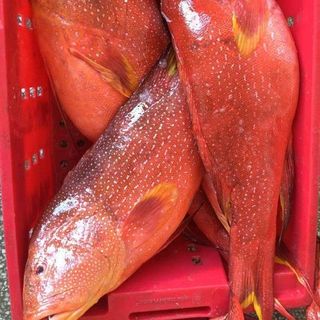 CÁ MÚ ĐỎ LÝ SƠN