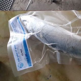 CÁ NỤC TRÒN LÝ SƠN XUÔN XANH