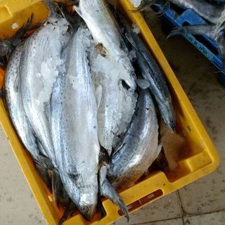 CÁ THU RỒNG LÝ SƠN NGUYÊN CON