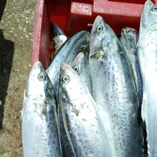 CÁ THU RỒNG LÝ SƠN NGUYÊN CON