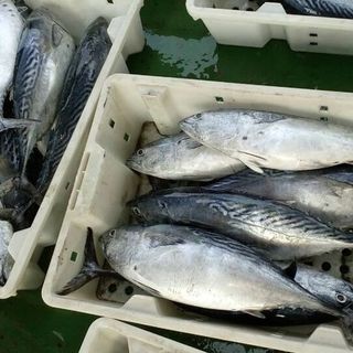 CÁ THU NGỪ NGỪ HUÊ