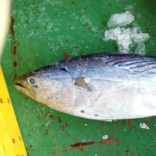 CÁ THU NGỪ NGỪ HUÊ