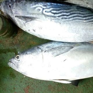 CÁ THU NGỪ NGỪ HUÊ