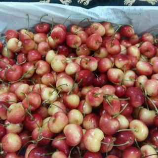 Cherry Canada