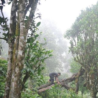 chè tuyết shan cổ thụ