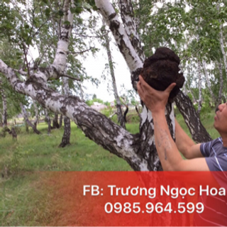 Nấm Chaga siberia hỗ trợ Hạ đường huyết men gan mỡ máu hạn chế sự phát triển các tế bào ung thư chống lão hoá da giá sỉ