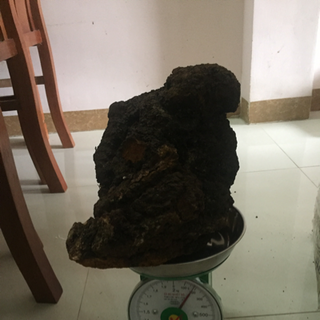 Nấm Chaga siberia hỗ trợ Hạ đường huyết men gan mỡ máu hạn chế sự phát triển các tế bào ung thư chống lão hoá da