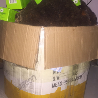 Nấm Chaga siberia hỗ trợ Hạ đường huyết men gan mỡ máu hạn chế sự phát triển các tế bào ung thư chống lão hoá da