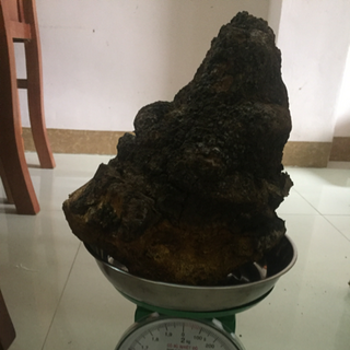 Nấm Chaga siberia hỗ trợ Hạ đường huyết men gan mỡ máu hạn chế sự phát triển các tế bào ung thư chống lão hoá da