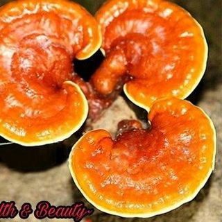 Nấm Linh Chi Health