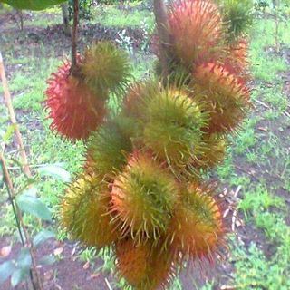 CHÔM CHÔM LONG KHÁNH