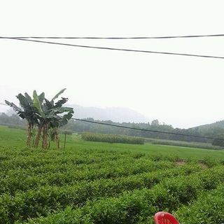 chè Thái Nguyên