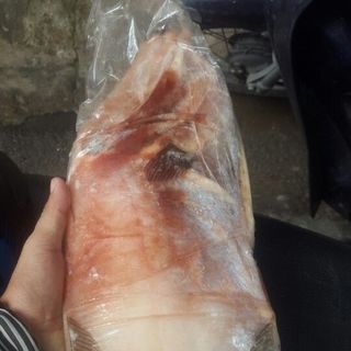 Cá bò da hàng cấp đông