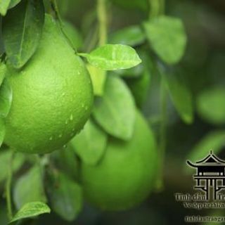 Tinh Dầu Bưởi - Grapefruit giá sỉ