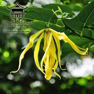 Tinh Dầu Ngọc Lan Tây - Ylang - Ylang giá sỉ