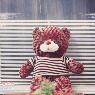 Gấu Teddy cao 1m1 đứng
