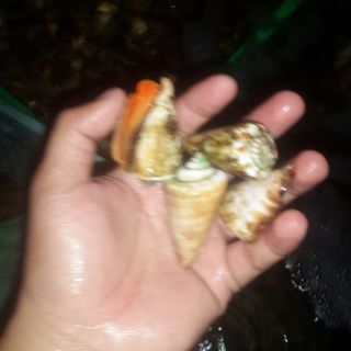 Ốc nhảy đỏ tại tphcm