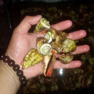 Ốc nhảy đỏ tại tphcm