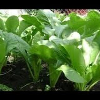 Hạt giống hoa màu