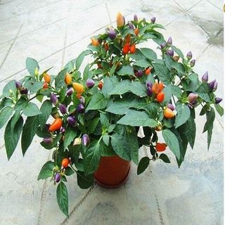 Hạt giống ớt ngũ sắc