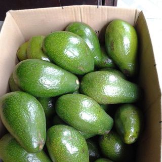 Bơ Sáp Tươi Ngon Đắc Lắc
