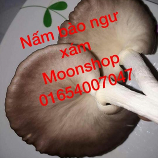 Nấm Bảo Ngư Xám