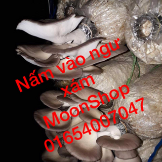 Nấm Bảo Ngư Xám