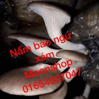 Nấm Bảo Ngư Xám
