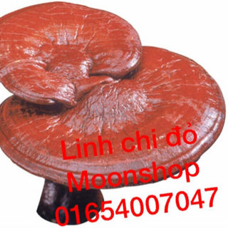 Nấm Linh Chi Đỏ