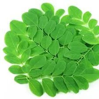 Hạt giống cây chùm ngây
