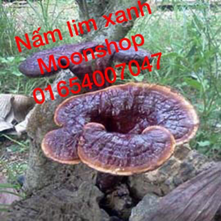 Nấm Quãng Nam