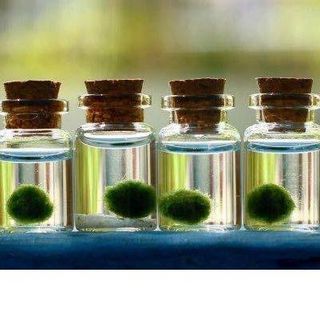 Chuyên Sỉ Tảo Cầu Nhật Bản Marimo