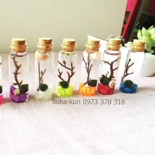Chuyên Sỉ Tảo Cầu Nhật Bản Marimo