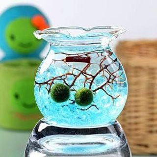 Chuyên Sỉ Tảo Cầu Nhật Bản Marimo