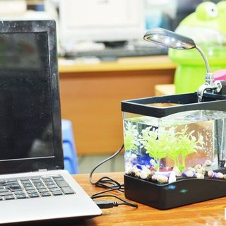 Bể cá phong thủy mini để bàn làm việc