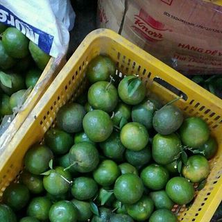 Cam sành chất lượng