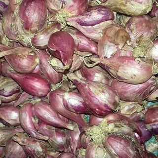 Hành tím Lý Sơn