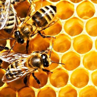 Chai mật ong Honing Mỹ 375gr