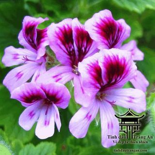 Tinh Dầu Phong Lữ - Rose Geranium giá sỉ