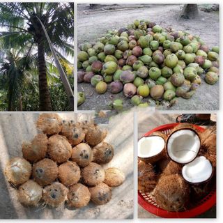 SỈ DẦU DỪA BẾN TRE NGUYÊN CHẤT 100
