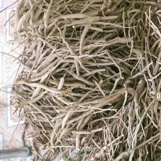 Nghệ đỏ Sâm cau