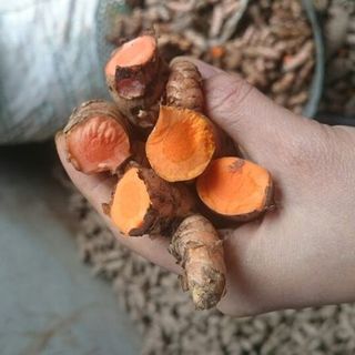 Nghệ đỏ Sâm cau