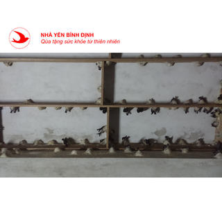Yến sào Yến tinh