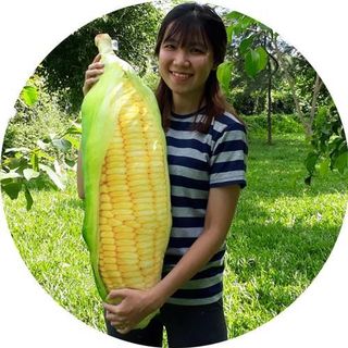 GỐI ÔM TRÁI BẮP