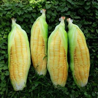 GỐI ÔM TRÁI BẮP